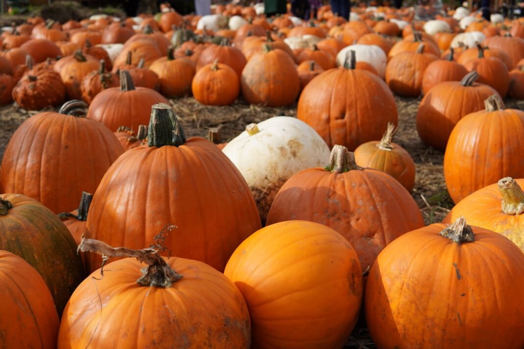 Pumpkin Patches Near NYC: 5 Spots to Pick Your Own Before Halloween